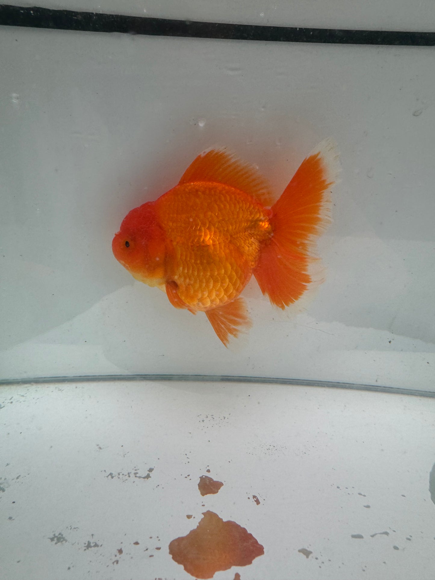 Original Shogun Oranda.  WVF086