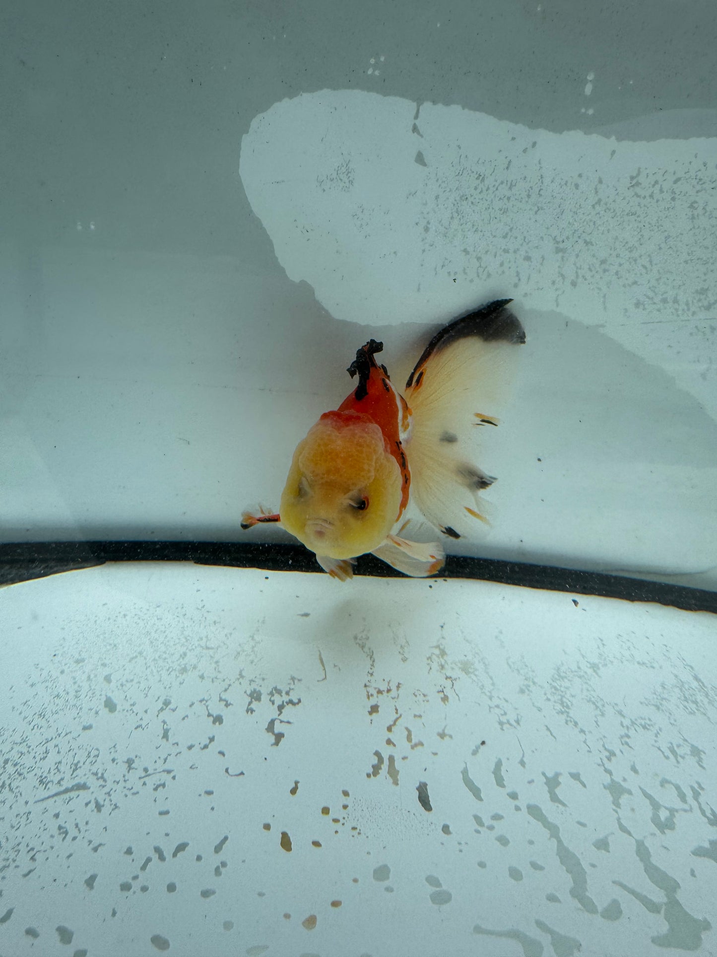 Tricolour Oranda. WVF987