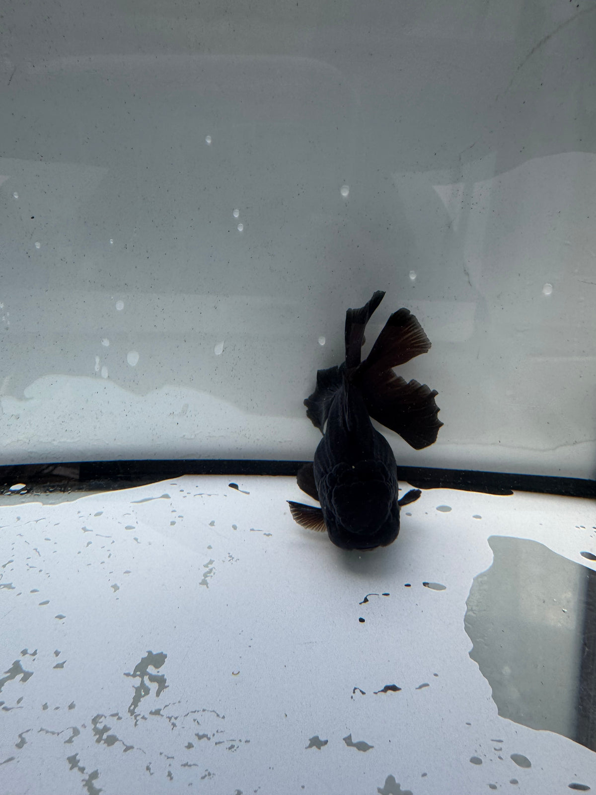 Black Oranda. WVF1167