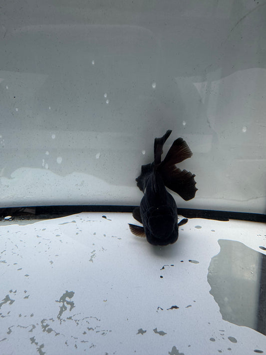 Black Oranda. WVF1167