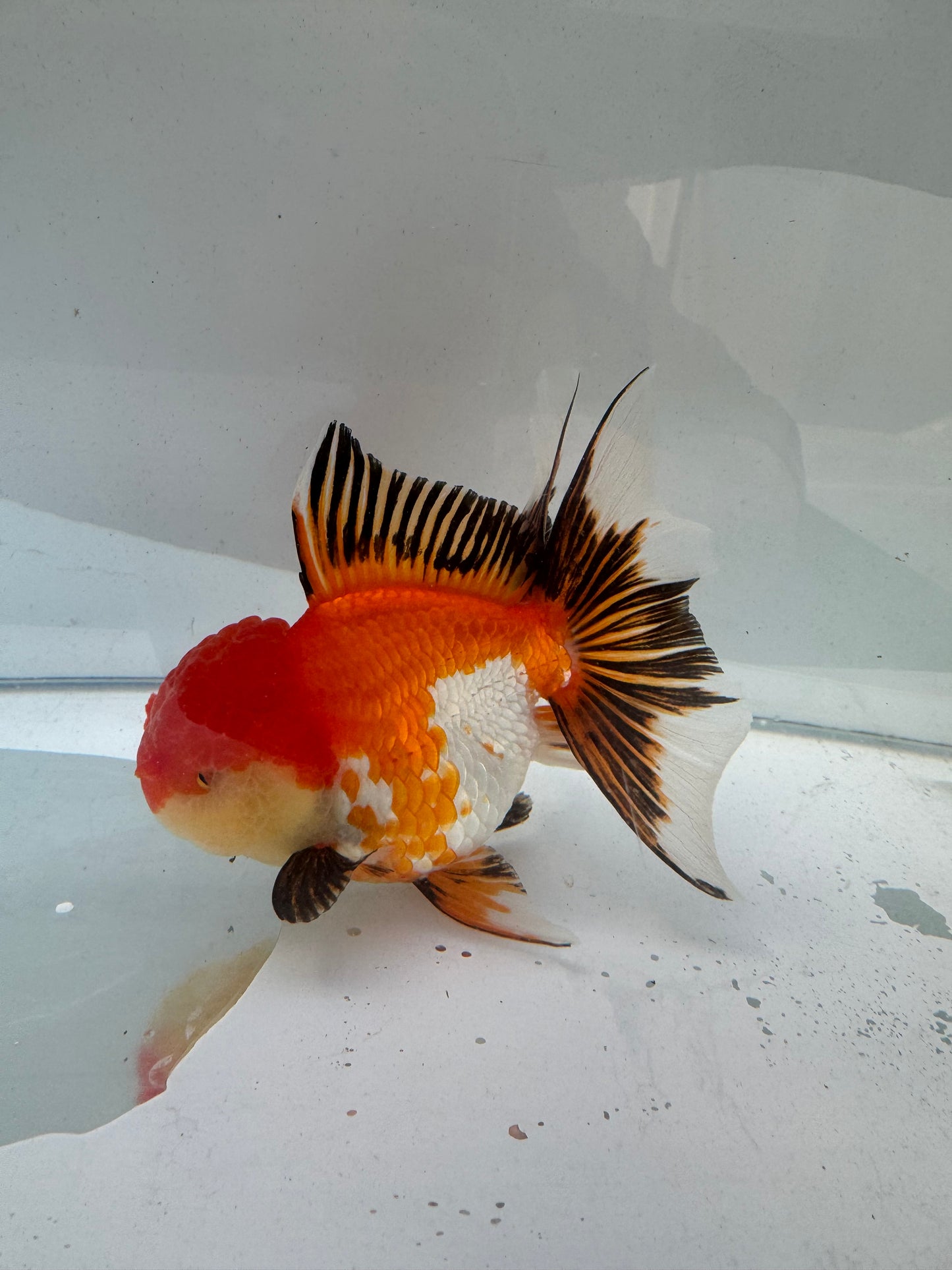 Tricolour Oranda. WVF282