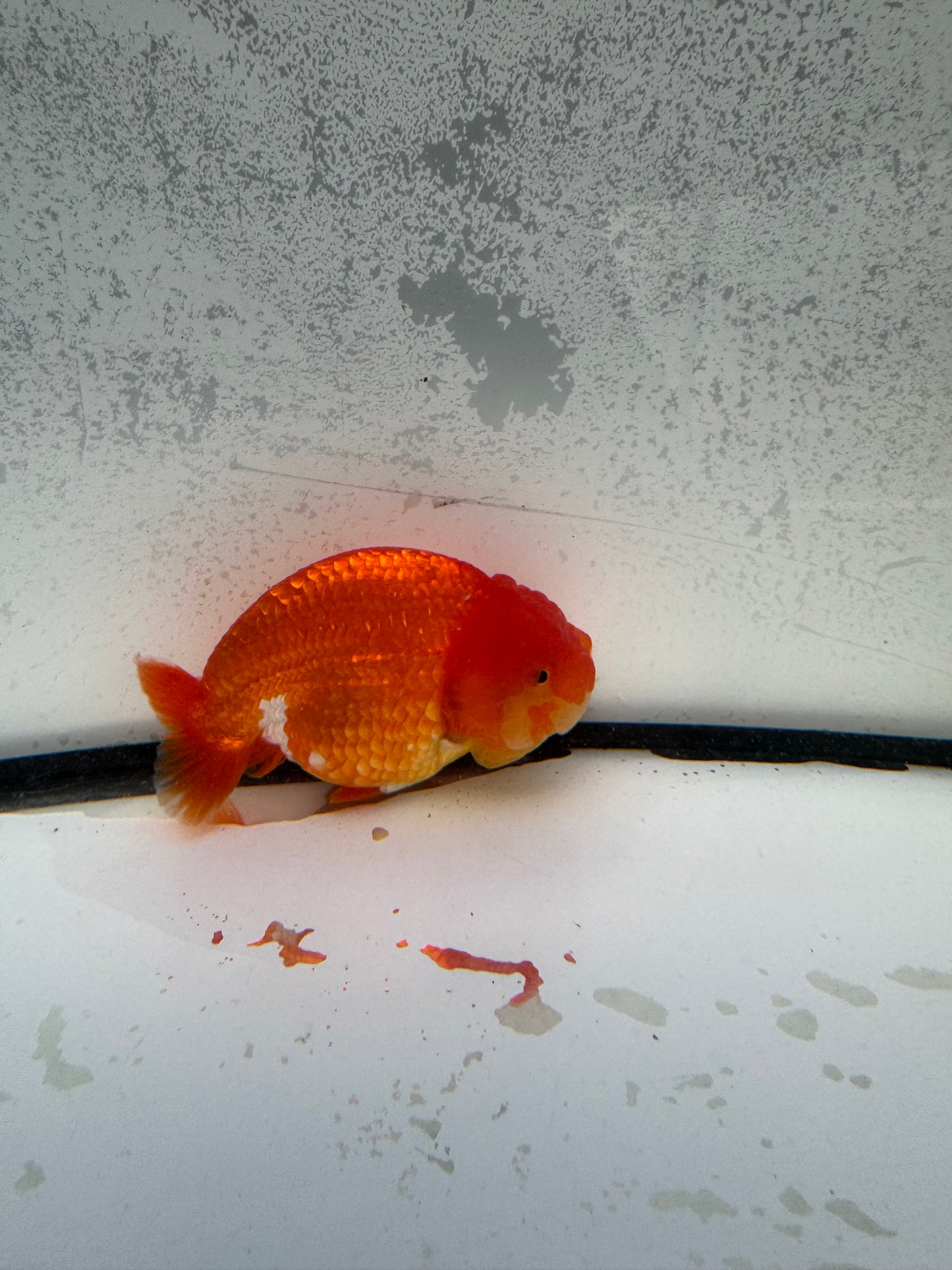 Red&white dragon head Ranchu. WVF1154
