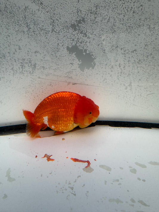 Red&white dragon head Ranchu. WVF1154