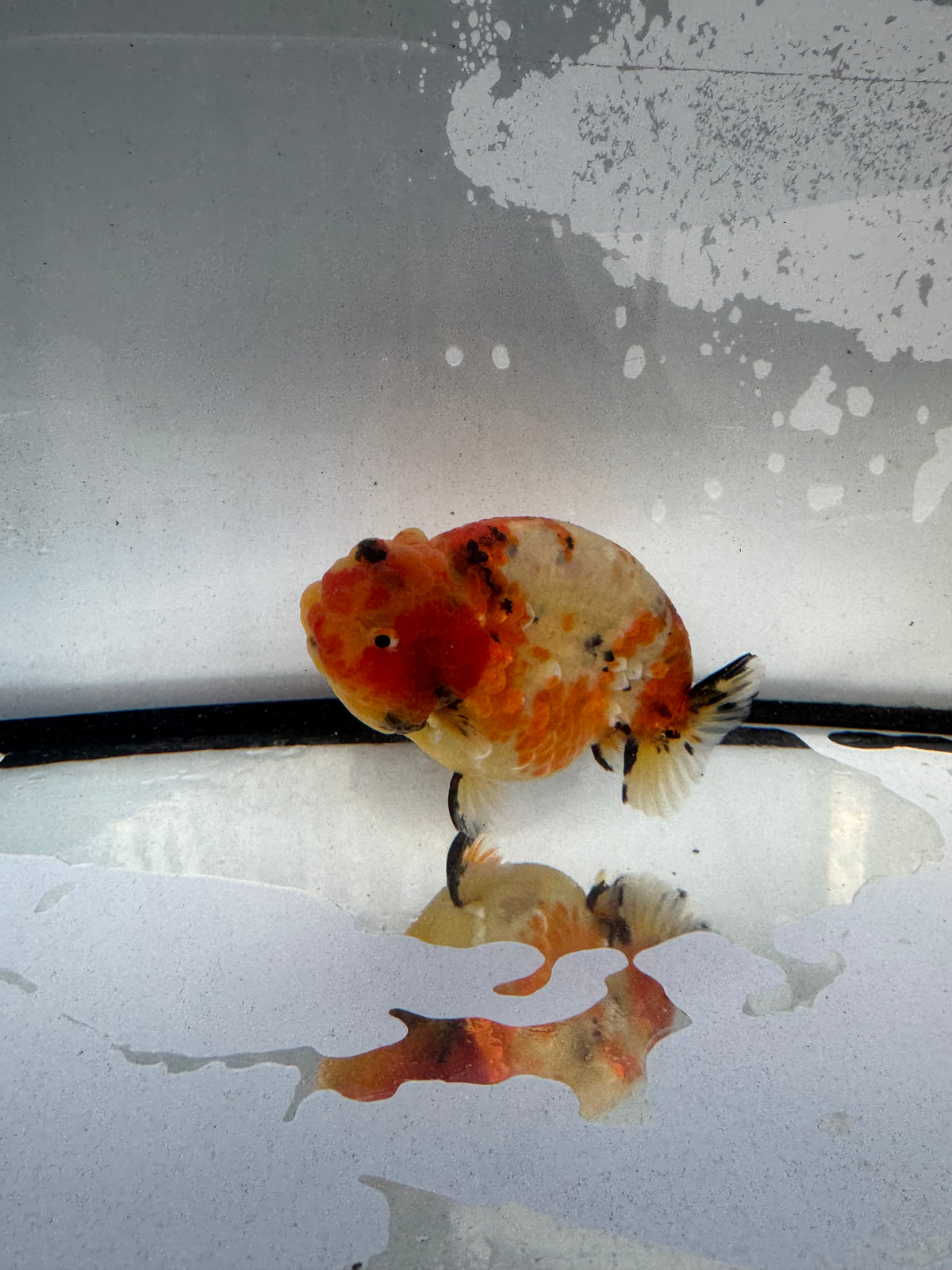 Calico Ranchu.  WVF1235
