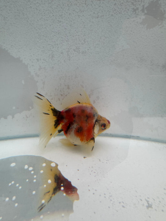 Broadtail calico Ryukin. WVF376
