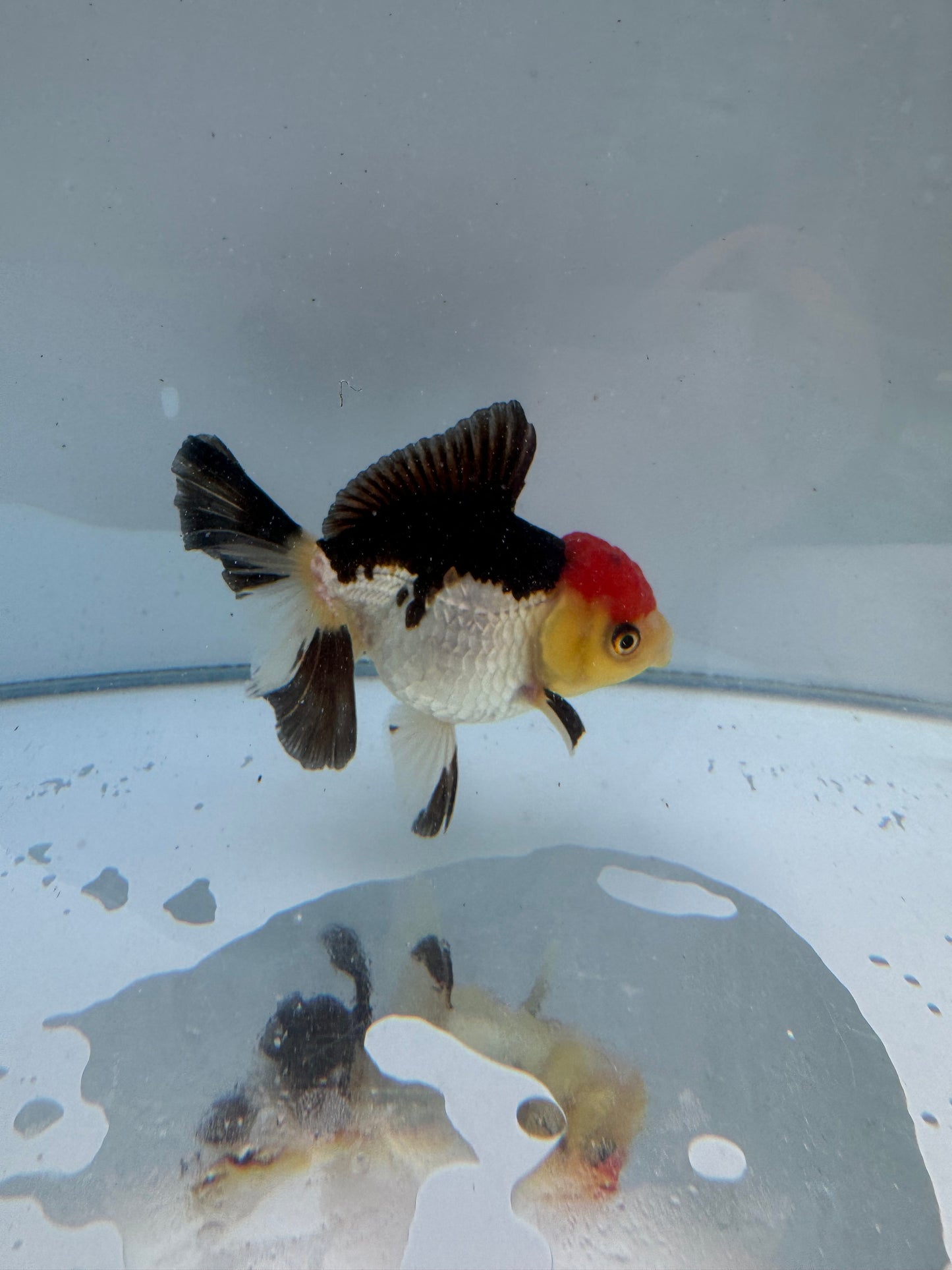 Tricolor Oranda.  WVF052