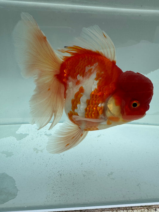 Sakura Oranda. WVF341