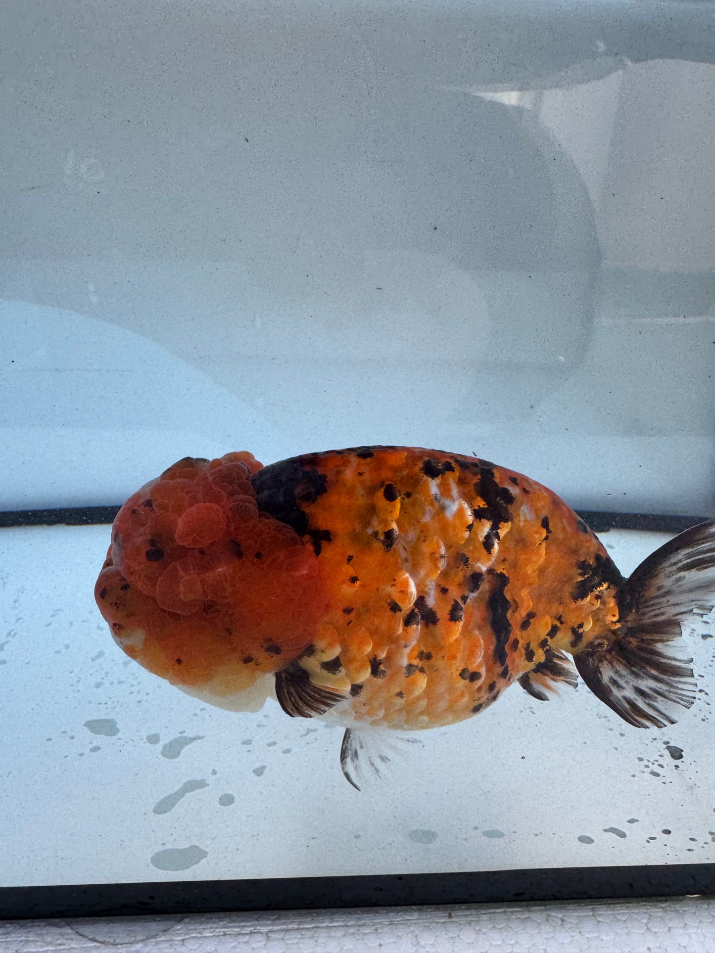 Tiger Ranchu. WVF612