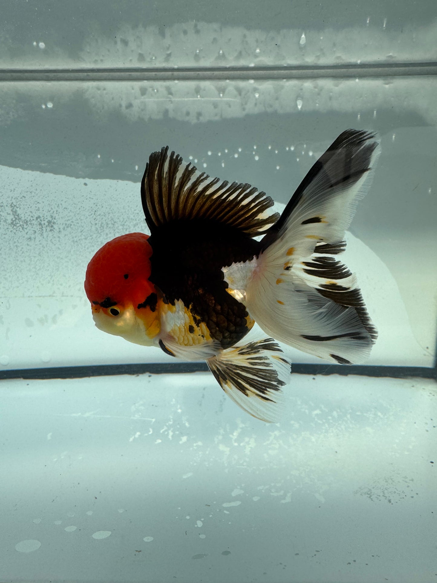 Tricolour Oranda WVF901