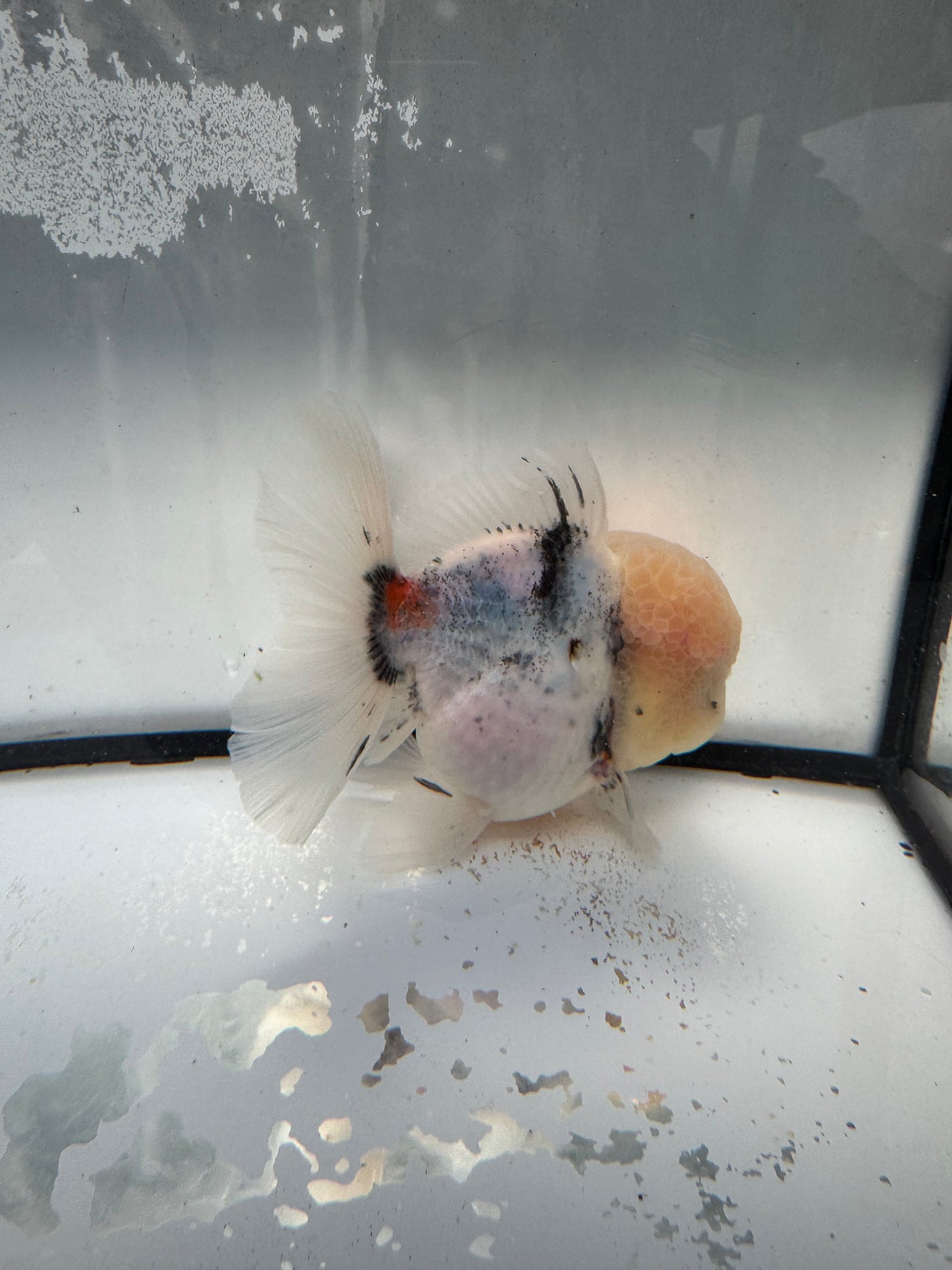 Calico Oranda. WVF1058