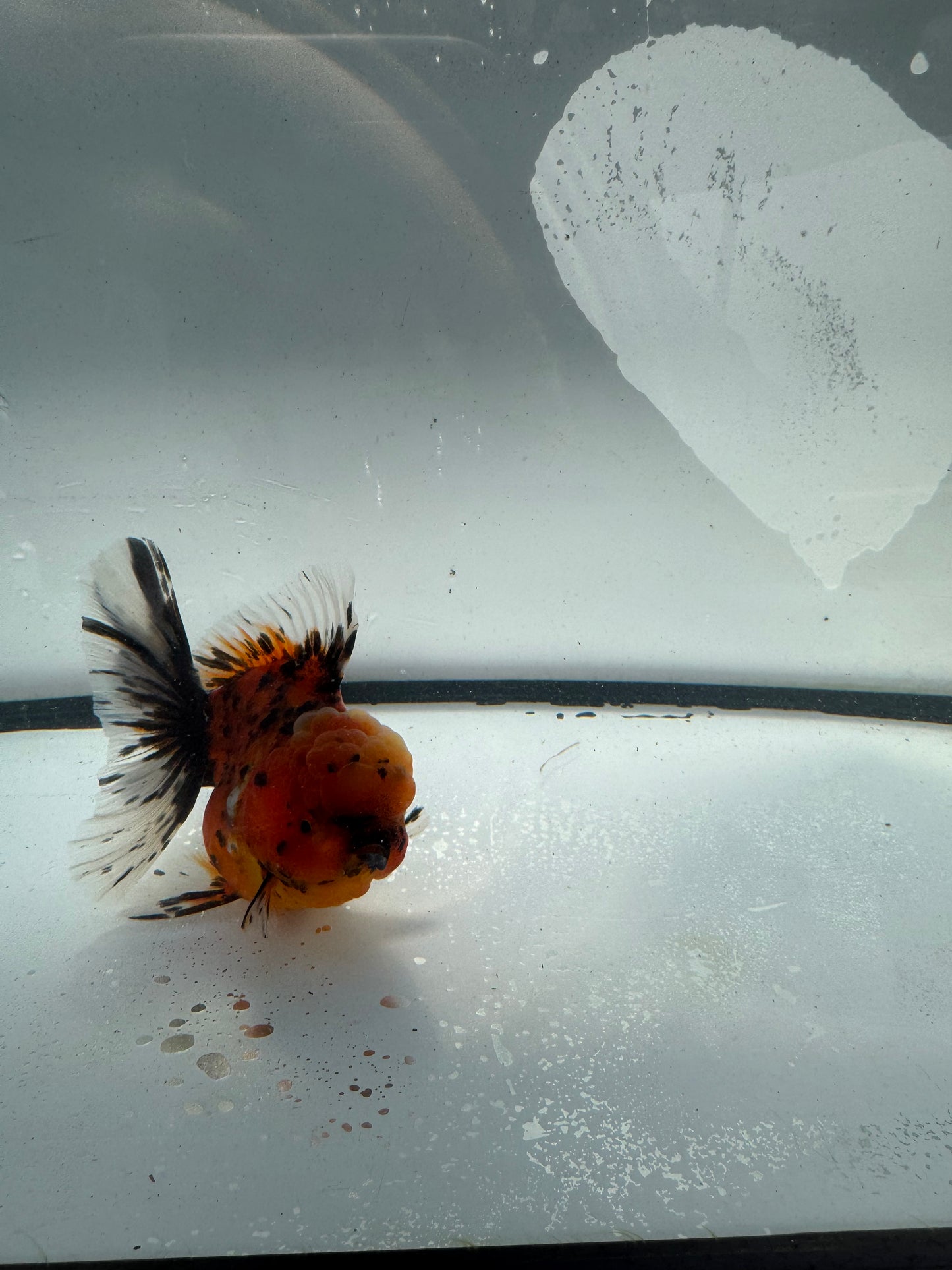 Red tiger Oranda. WVF935