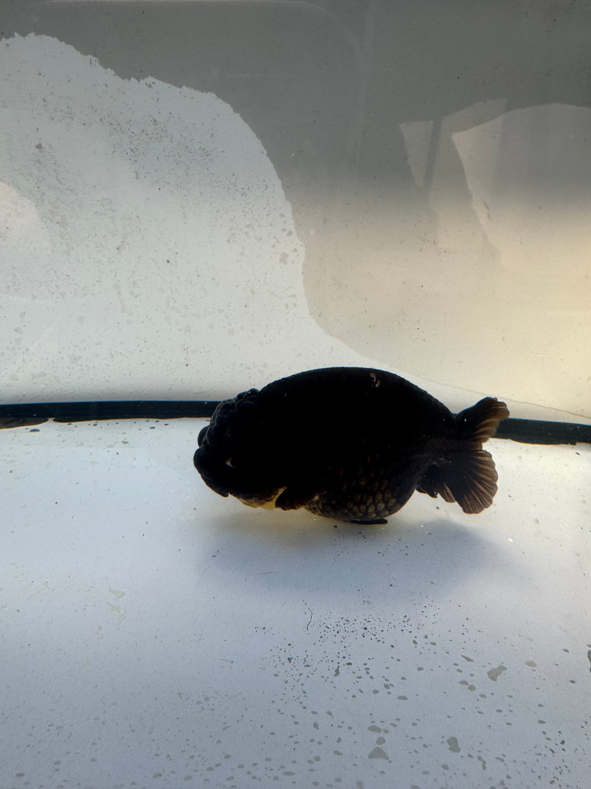 Dragonhead Ranchu. WVF1182