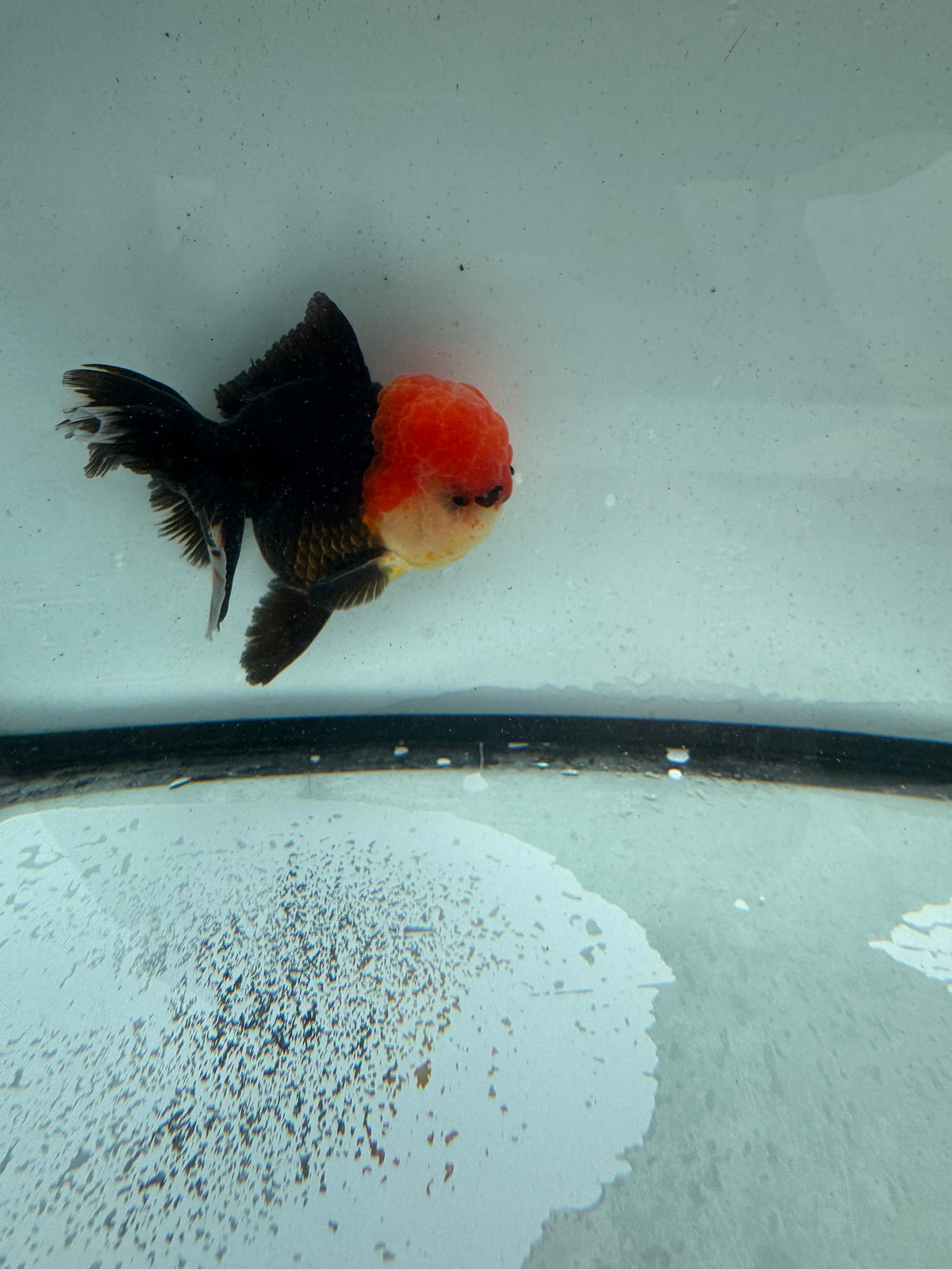 Redhead  black Oranda. WVF1166