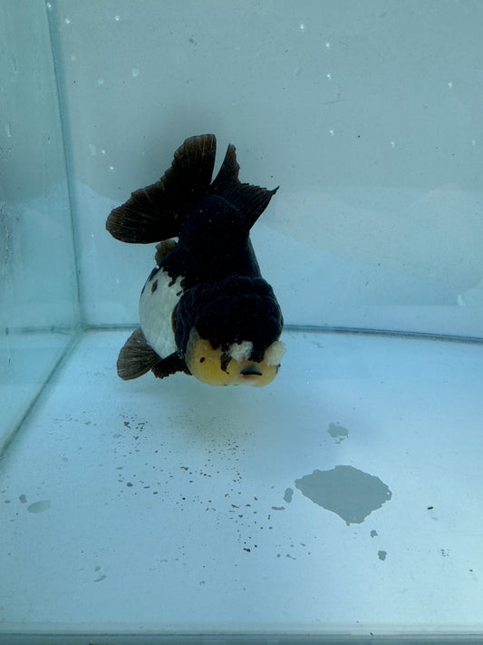 Short tail Pom Pom panda Oranda.  WVF117