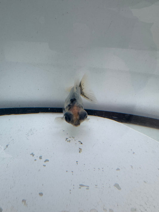 Calico Dragoneye. WVF629