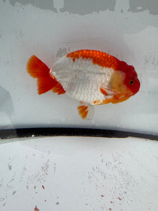Red&white Ranchu. WVF458
