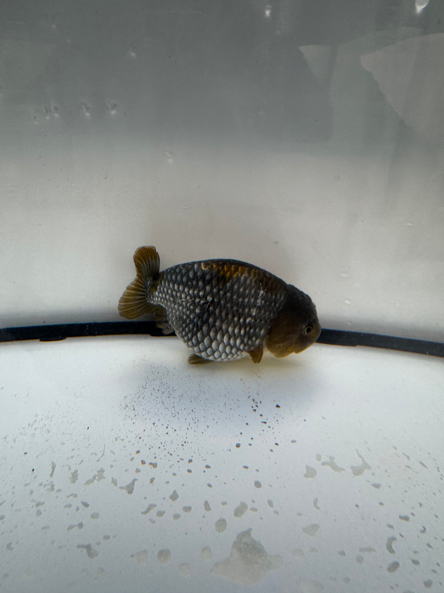 Ochiba Ranchu. WVF1093