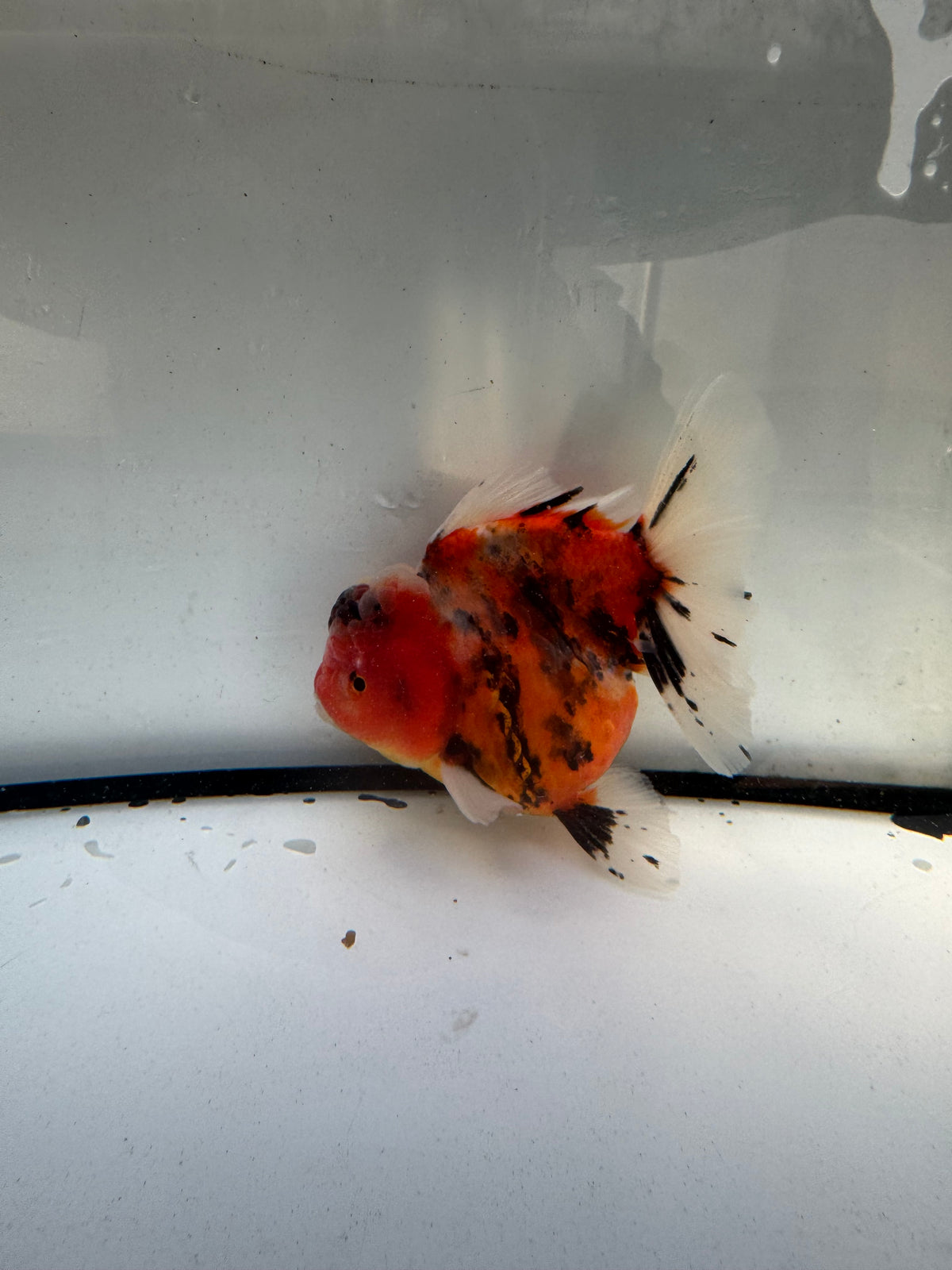 Calico Oranda. WVF1225