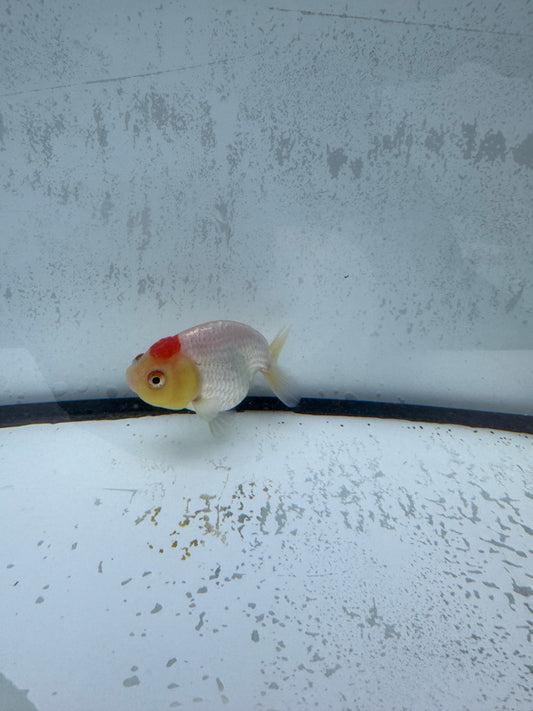 Red&white tancho ranchu. WVF516