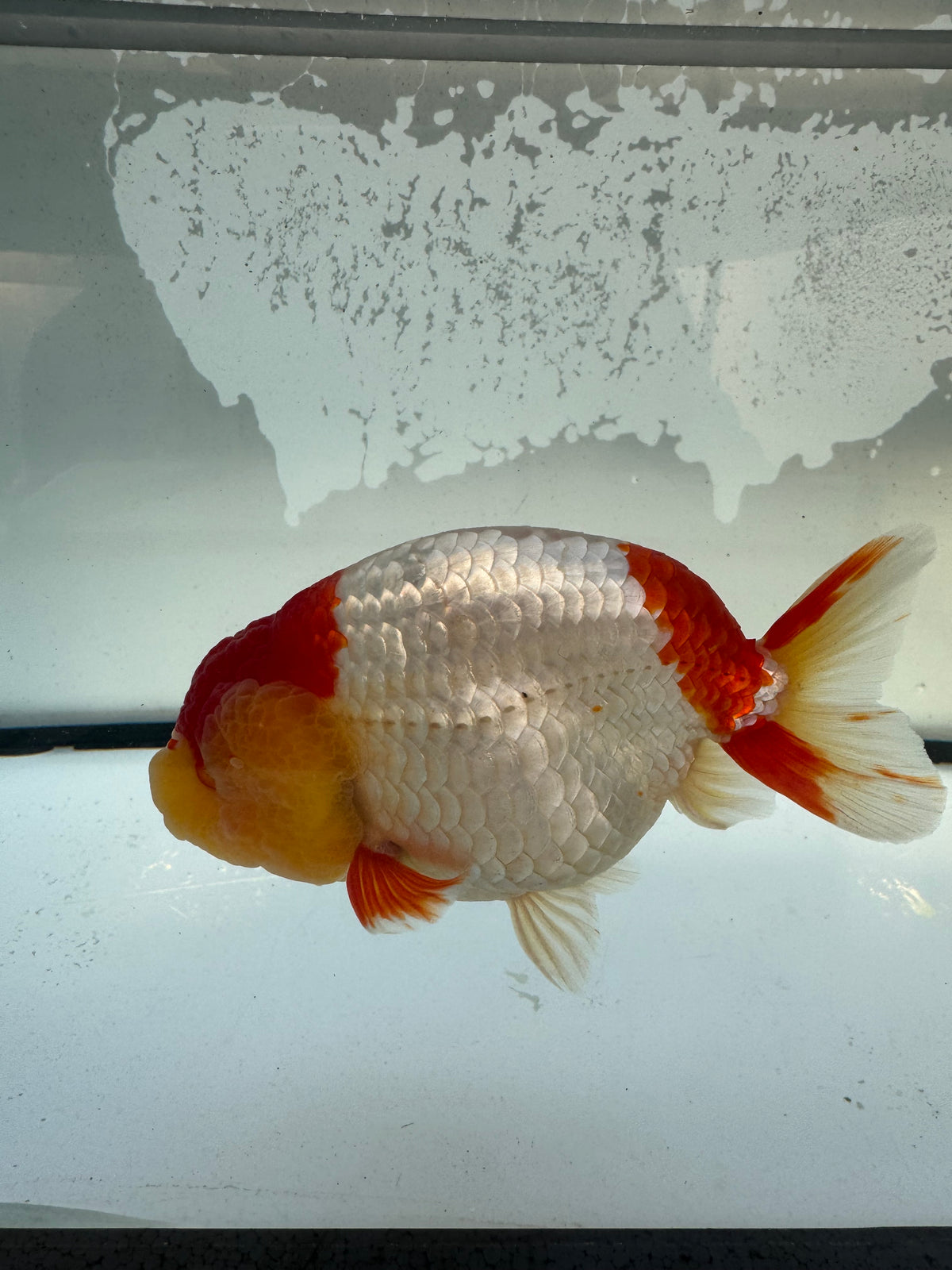 Red&white Ranchu. WVF1211