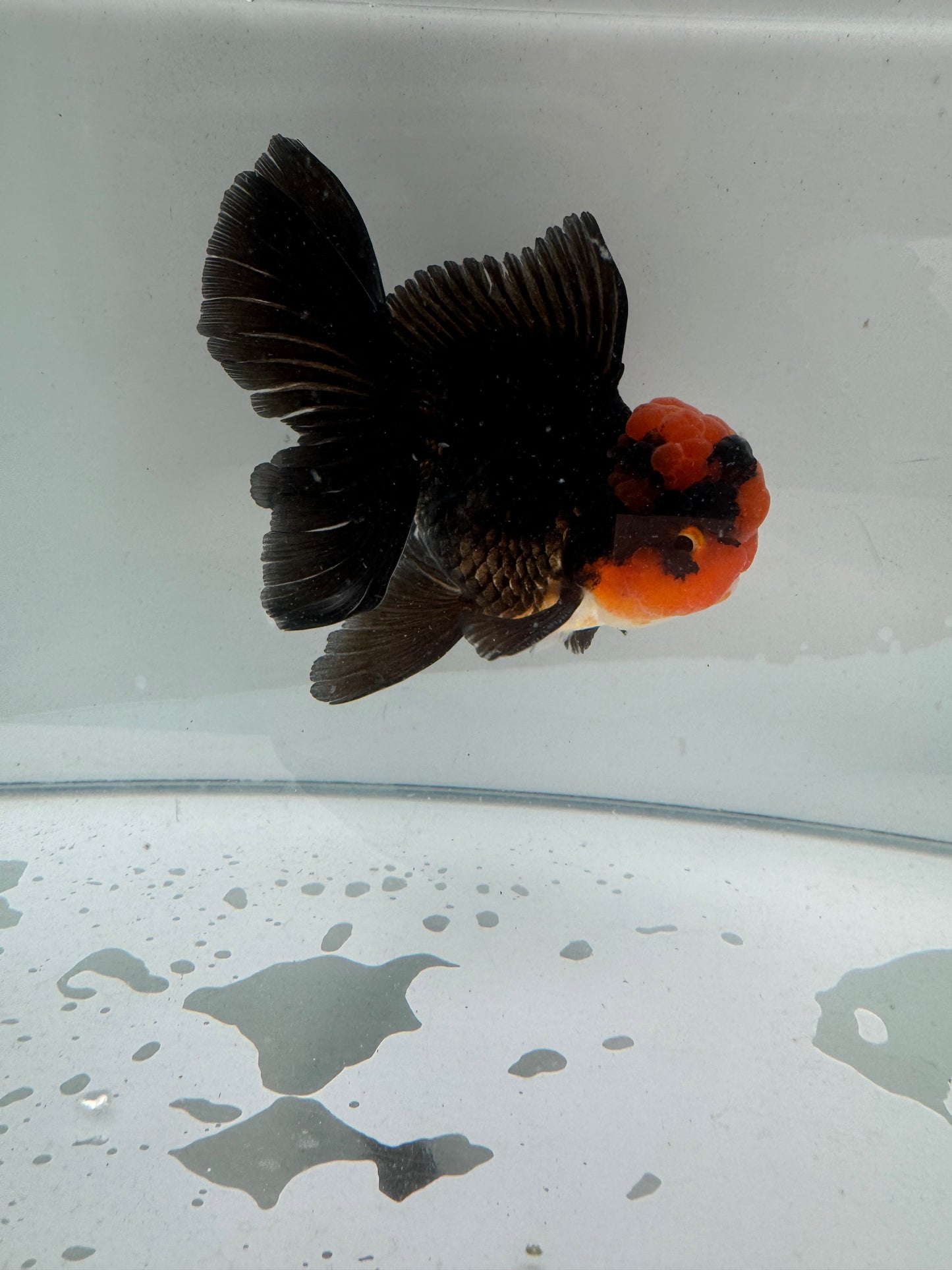 Apache Oranda. WVF244