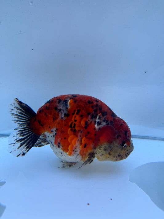 Calico Ranchu.  WVF118