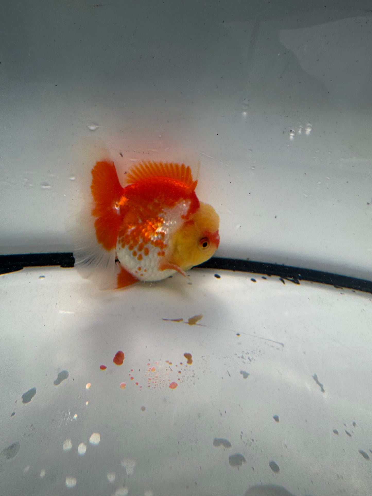Red&white Oranda. WVF941
