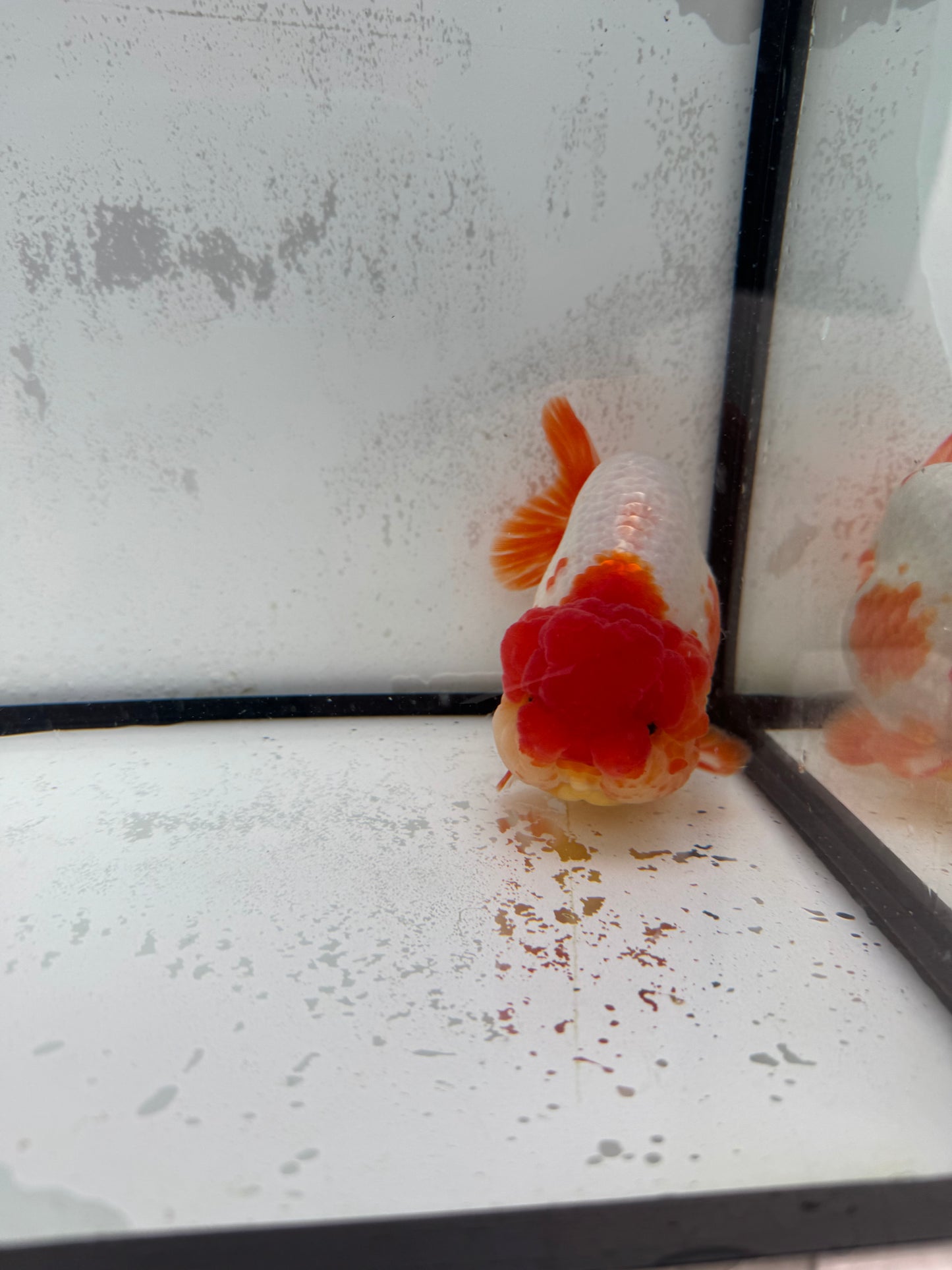 Red&white Ranchu. WVF457
