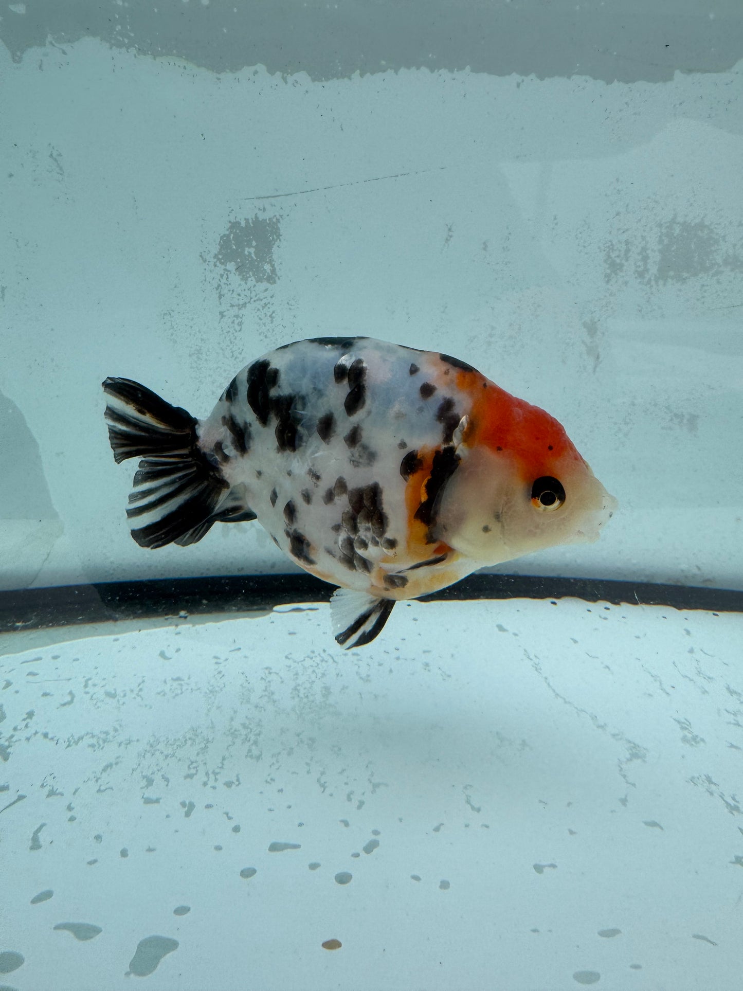 Calico Ranchu WVF436