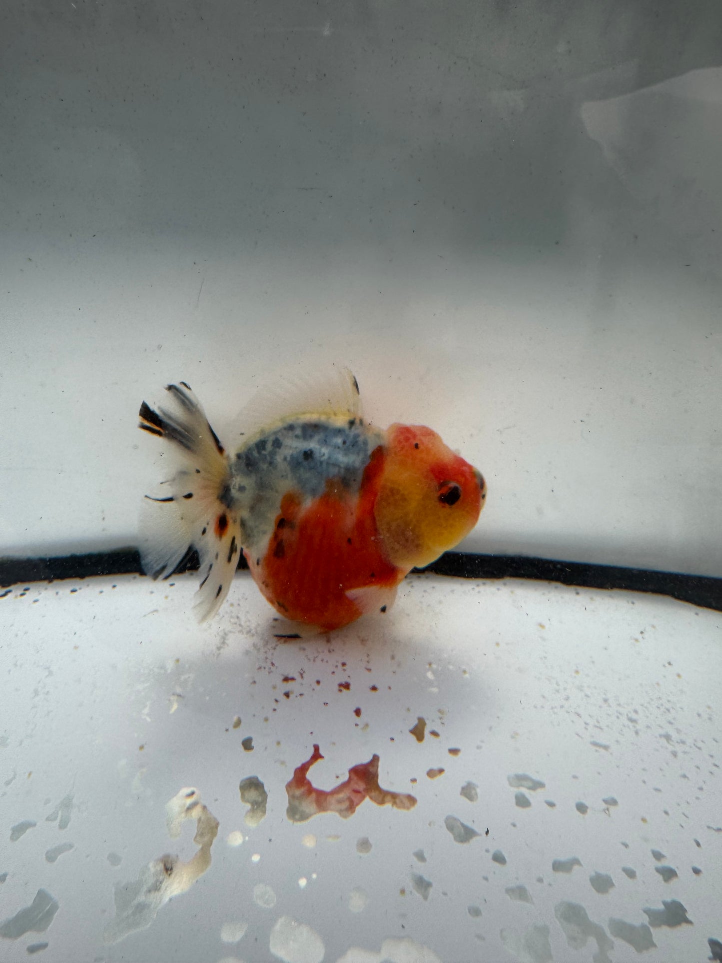 Calico short tail Oranda. WVF1052