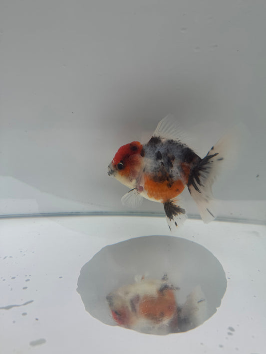 Calico Oranda. WVF075