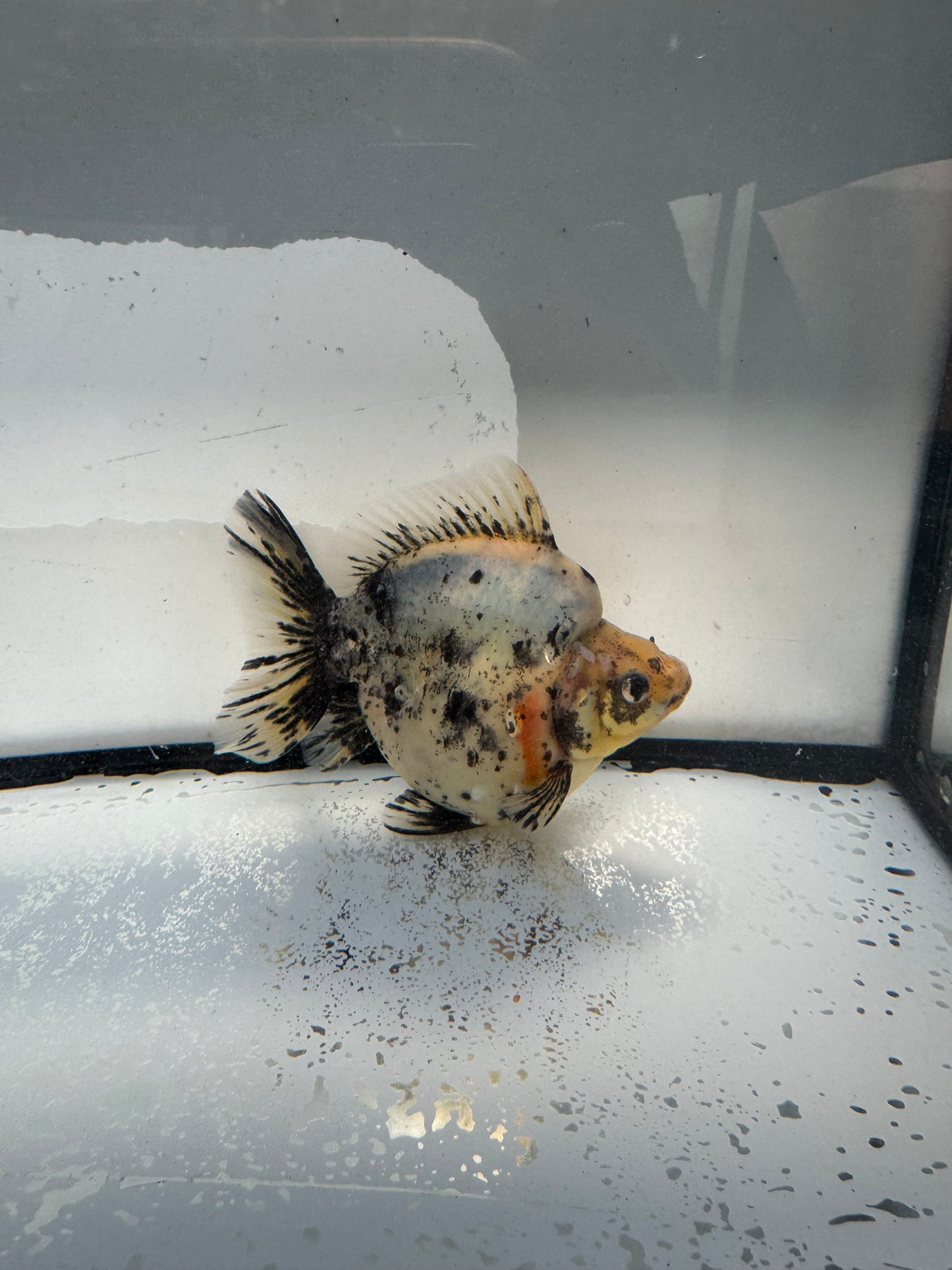 Calico Ryukin. WVF1018