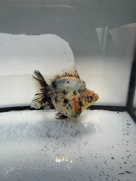Calico Ryukin. WVF1018