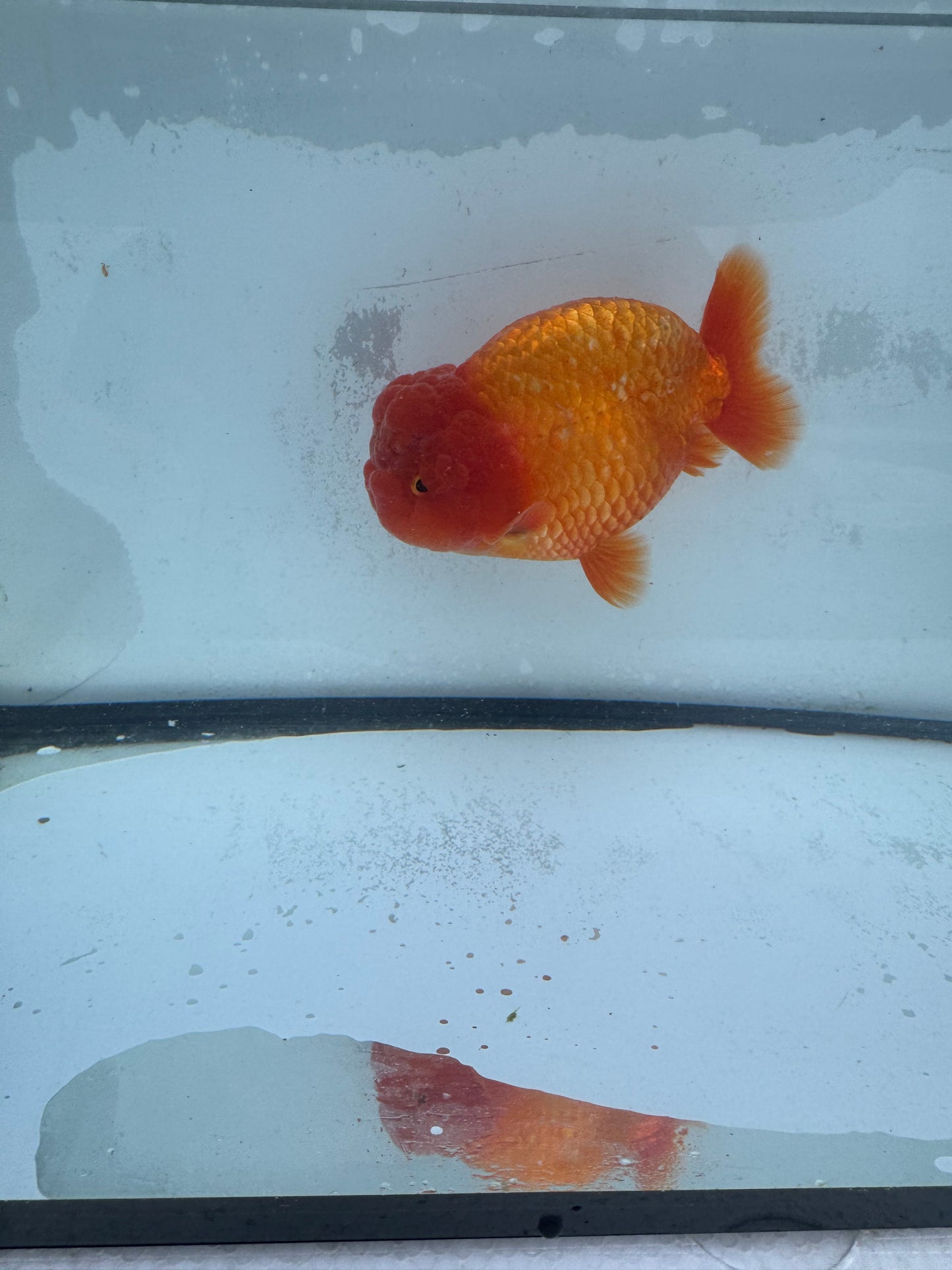 Red Ranchu. WVF454