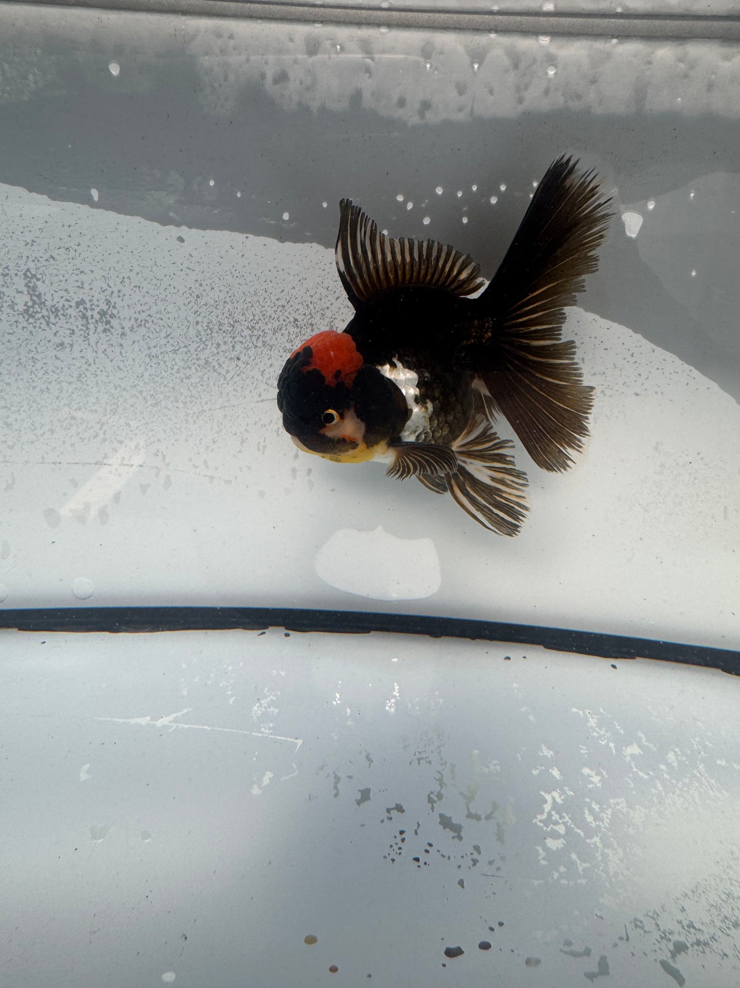 Tricolour Oranda WVF903