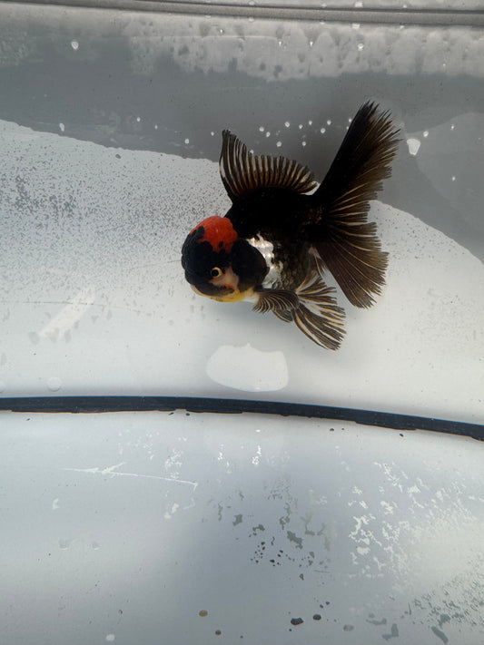 Tricolour Oranda WVF903