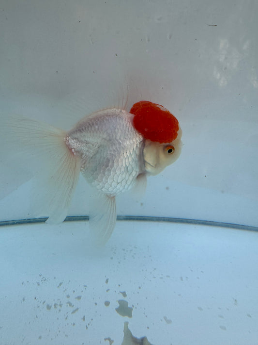 Red&white Oranda.  WVF067