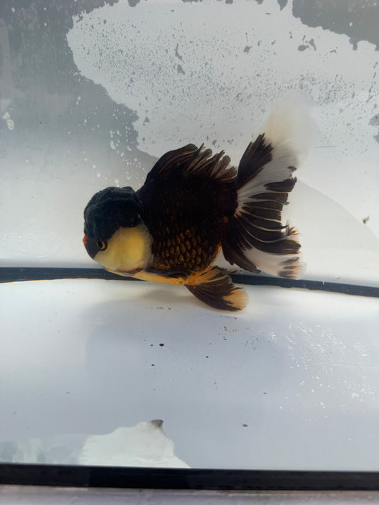 Tricolour Oranda.  WVF924. Reduced from £165