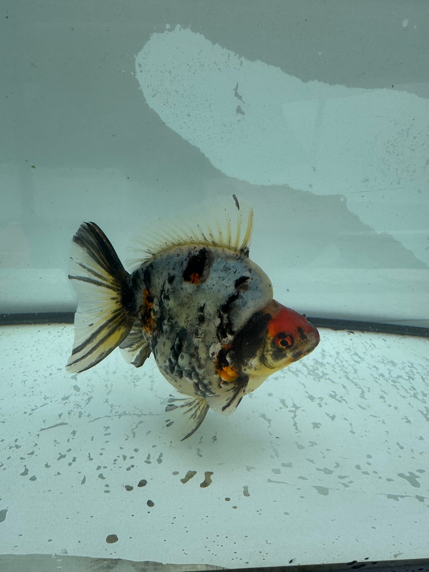Calico Ryukin. WVF961