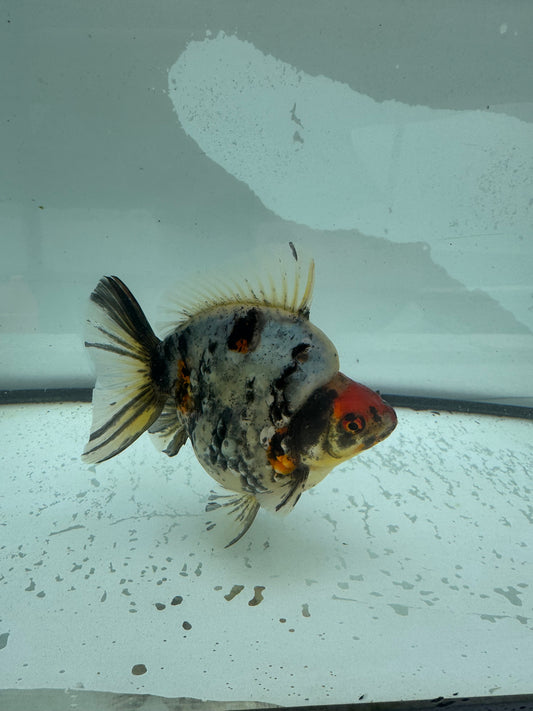 Calico Ryukin. WVF961