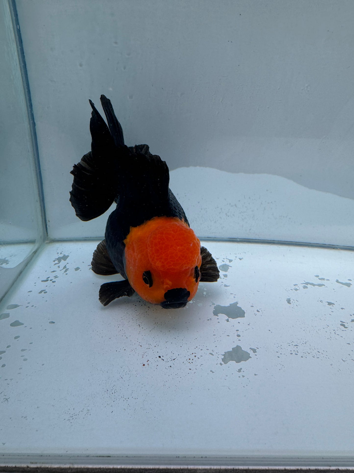 Apache short tail Oranda. WVF023