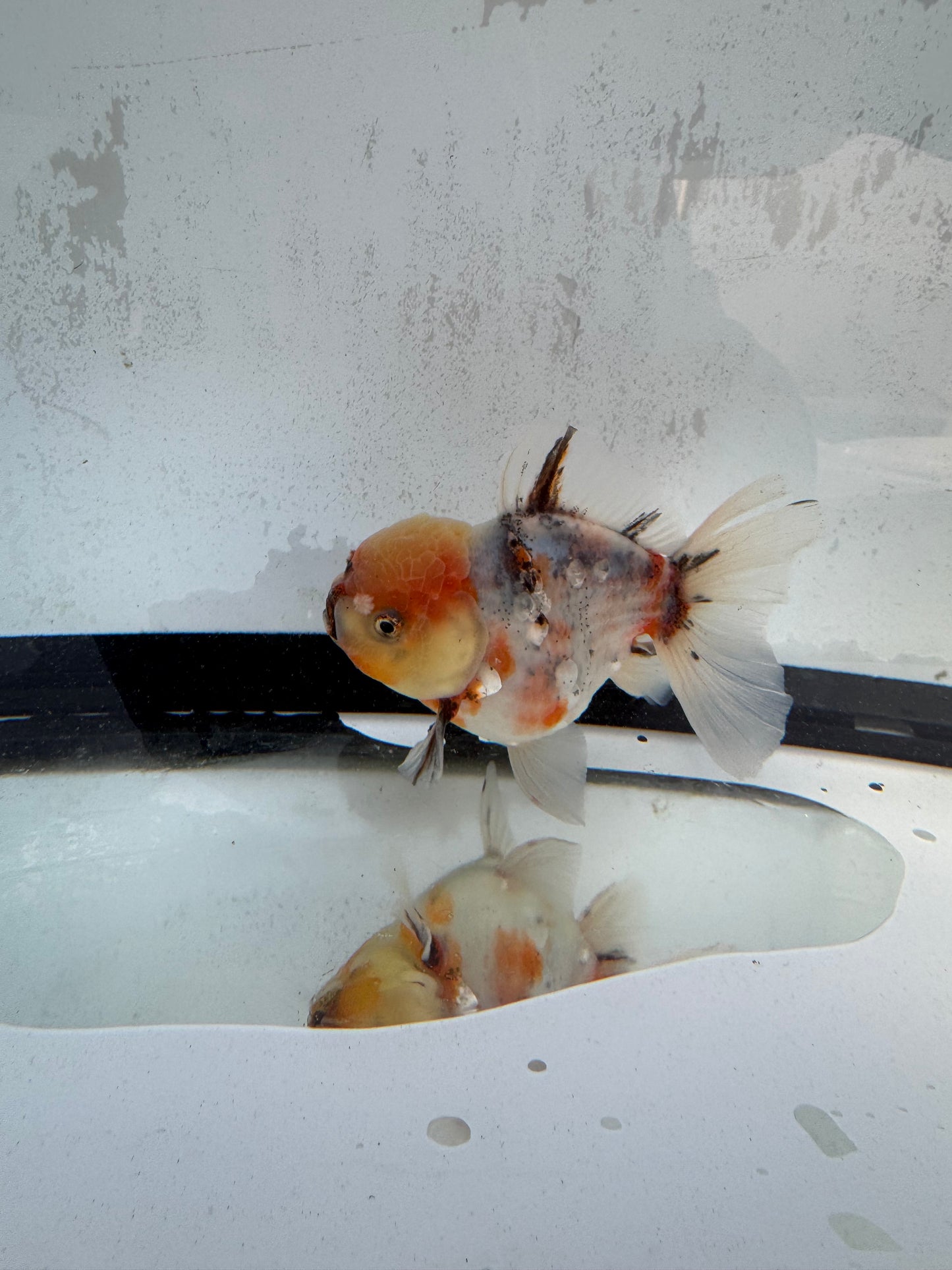 Calico Oranda WVF421