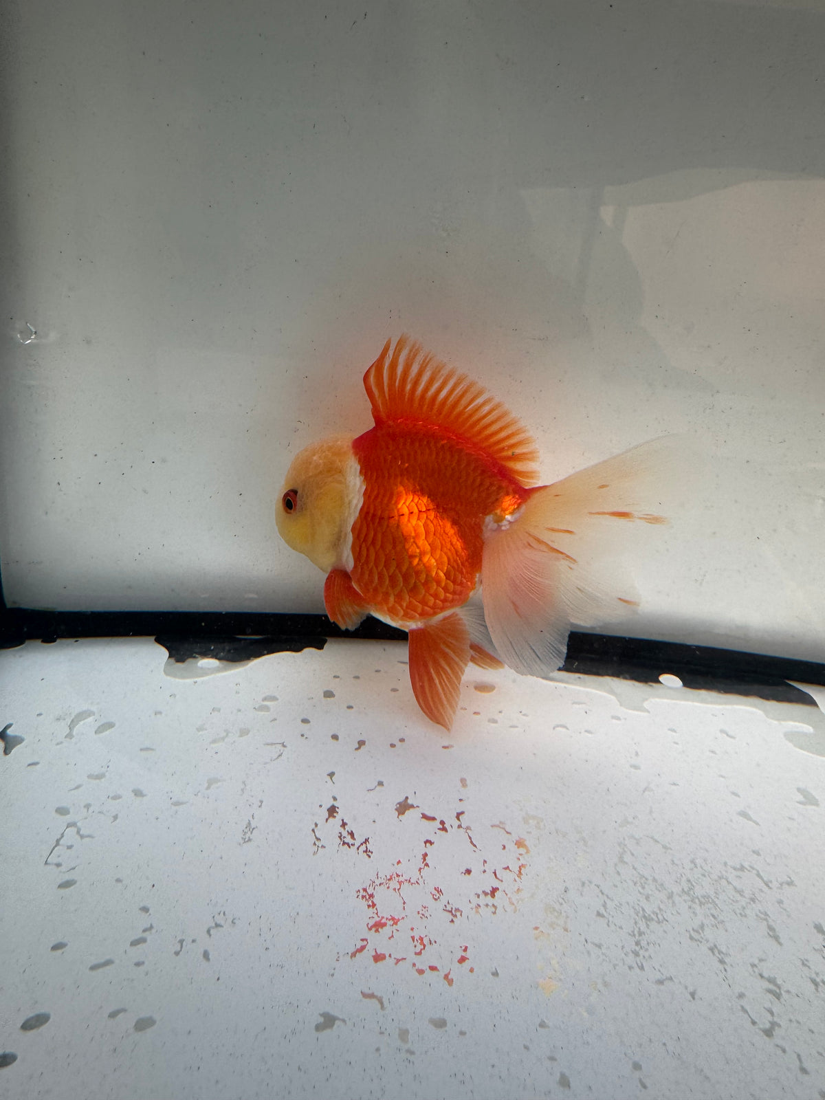 Red&white Oranda.  WVF1245