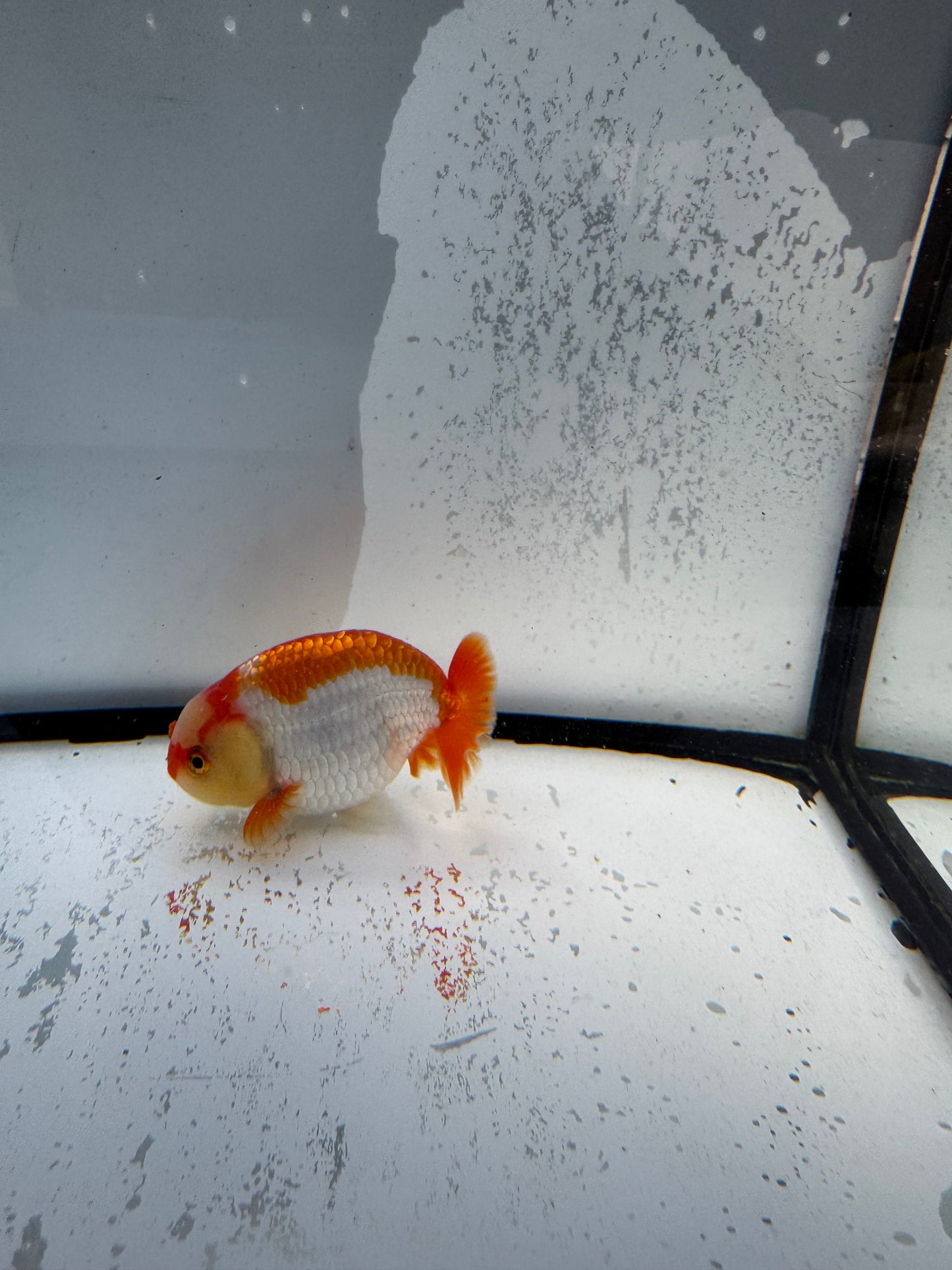 Red&white Ranchu. WVF733