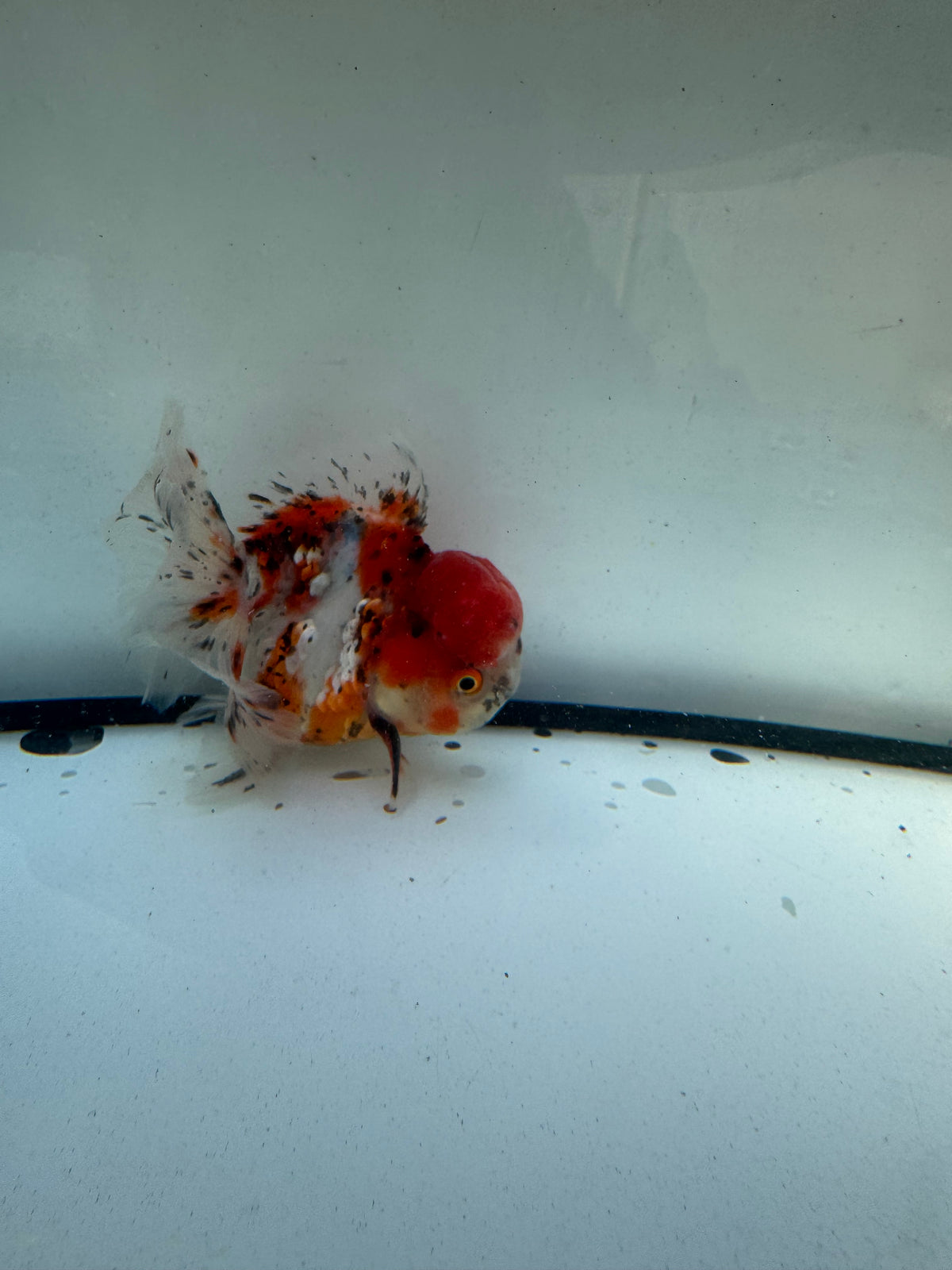 Calico Oranda. WVF1129