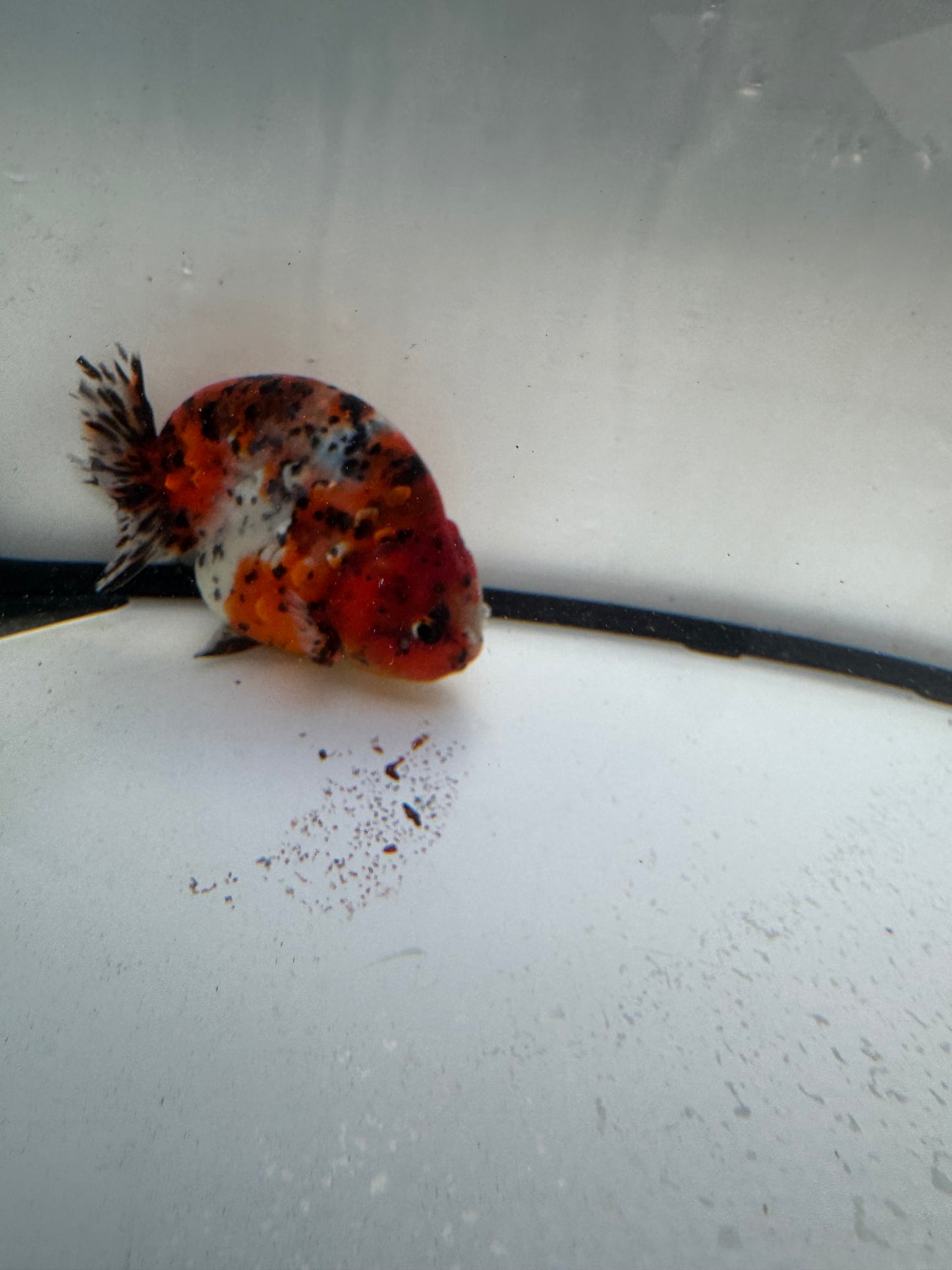 Calico Ranchu. WVF1105