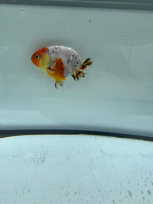 Calico Ranchu.  WVF957