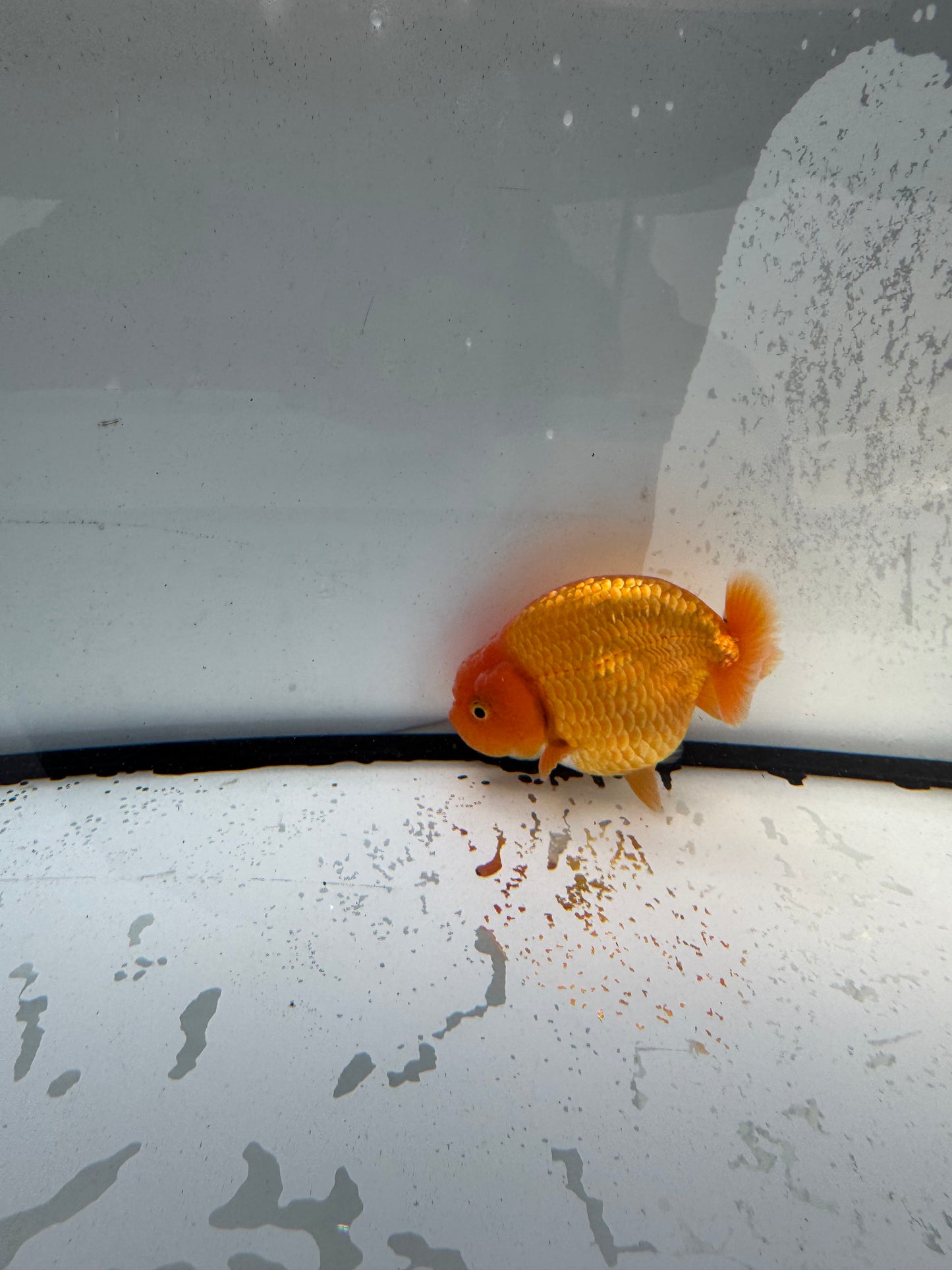 Red Ranchu. WVF727