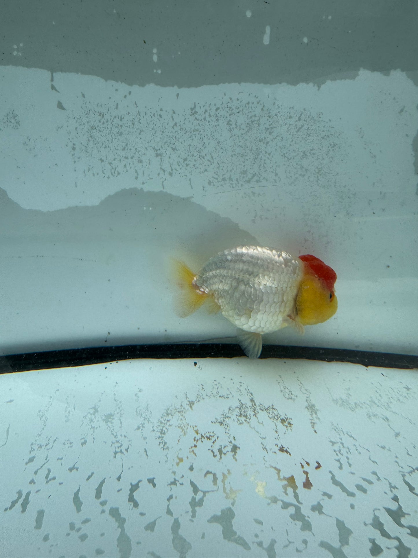 Redcap Ranchu.  WVF989