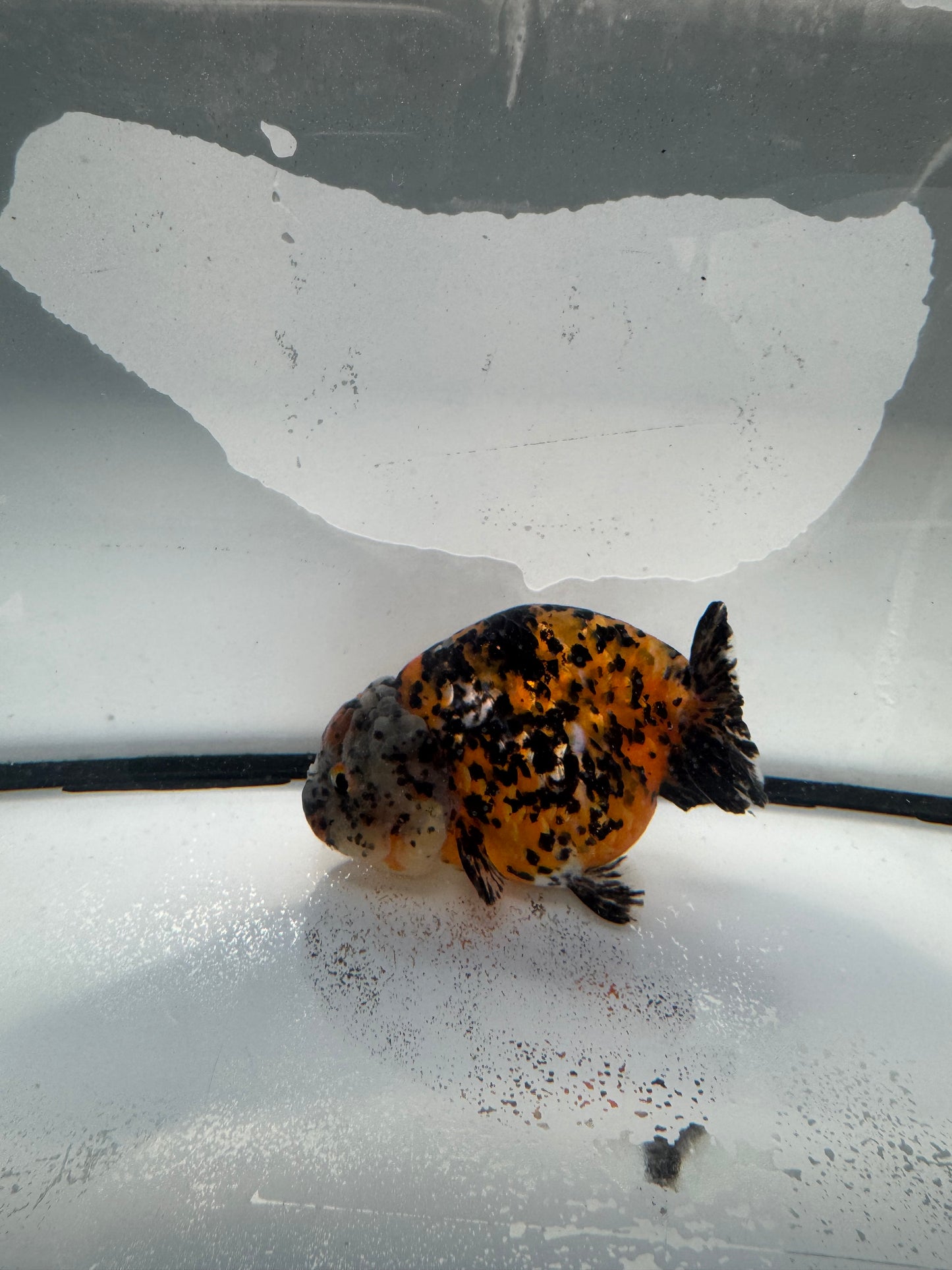 Calico Ranchu. WVF1041
